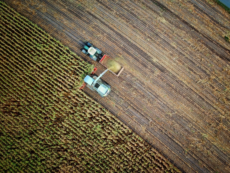 Campo