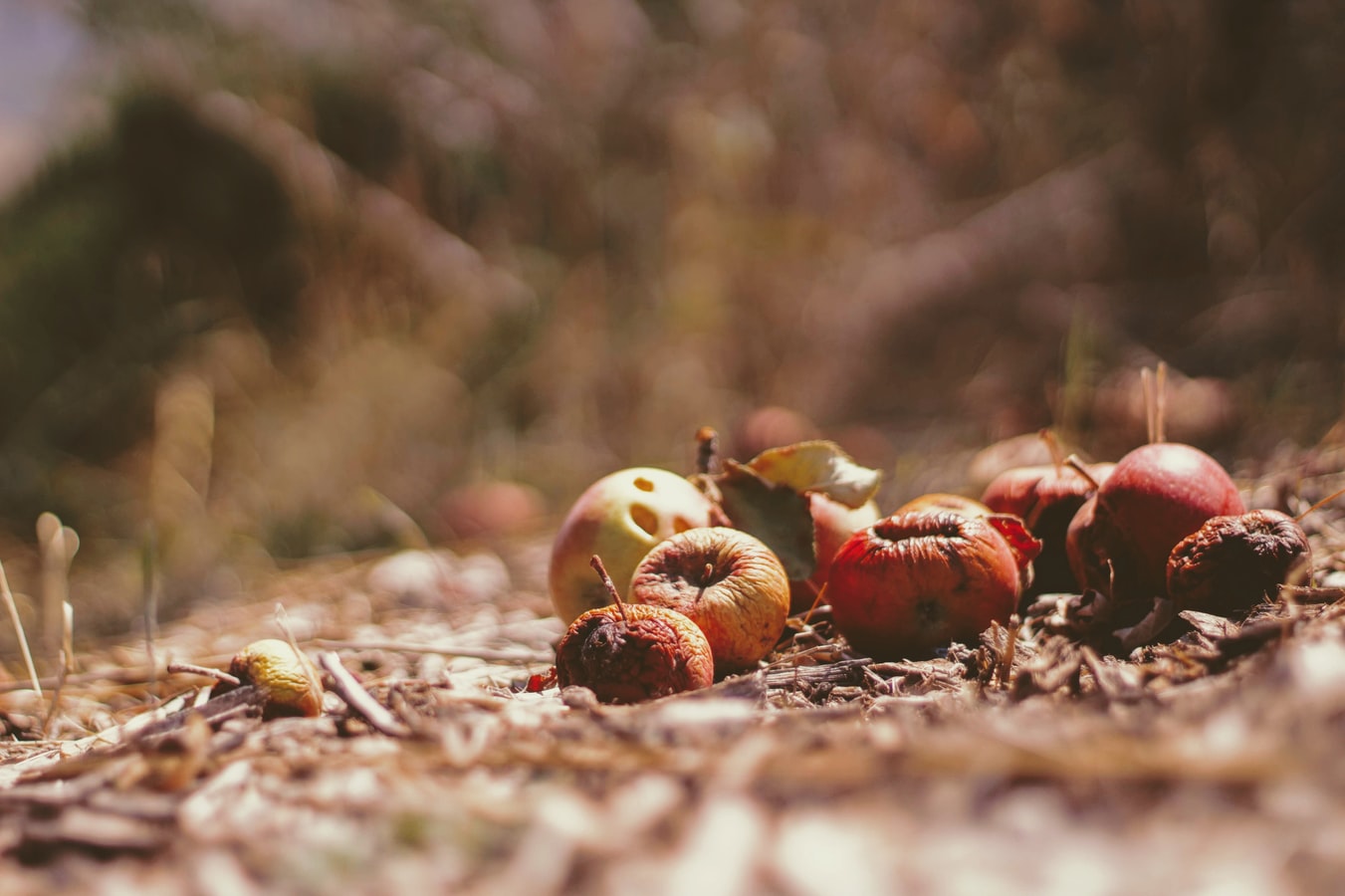 Manzanas